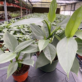 4"/6" Philodendron Hastatum 'Silver Sword' **** RARE FIND ****