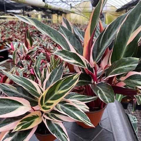 house plant multi colored leaves Stromanthe Triostar – Coollective Plants