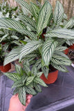 4"/6"Calathea Vittata (Almost like a zebra look alike).