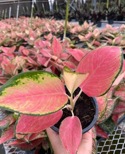 4" Aglaonema "Pink Pearl"