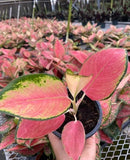 4" Aglaonema "Pink Pearl"