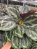 Baby Plant 4"/6" Calathea Medallion