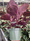 Baby Plant 4"/6" Calathea Medallion