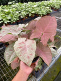 Baby Plant/4" Syngonium Milk Confetti