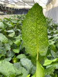 4"/6" Calathea Network (Musaica)