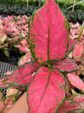4/6" Aglaonema Red Beauty