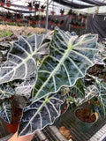 4"/6" Alocasia Polly (African Mask)