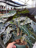 4"/6" Alocasia Polly (African Mask)