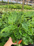 Baby Plant/4"/6" Monstera Swiss Cheese