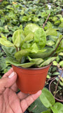4" Live Plant Hoya Krinkle