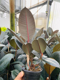 4"/6" Ficus Burgundy