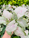 Baby Plant/4" Syngonium Milk Confetti