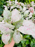 Baby Plant/4" Syngonium Milk Confetti