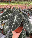 4"/6" Alocasia Black Velvet
