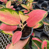 4" Aglaonema "Pink Pearl"