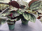 Baby Plant 4"/6" Calathea Medallion