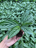 4"/6"Calathea Vittata (Almost like a zebra look alike).