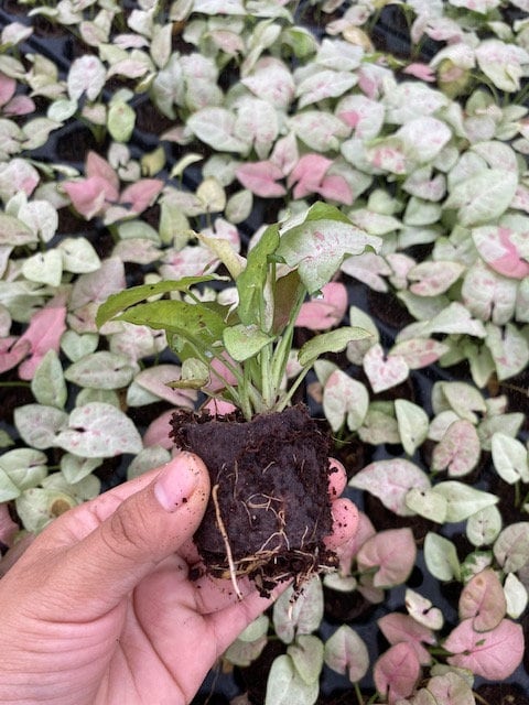 Baby Plant/4" Syngonium Milk Confetti