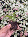 Baby Plant/4" Syngonium Milk Confetti