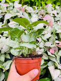 Baby Plant/4" Syngonium Milk Confetti