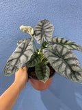 4"/6" Alocasia Silver Dragon *RARE COLLECTIBLES*