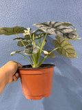 4"/6" Alocasia Silver Dragon *RARE COLLECTIBLES*