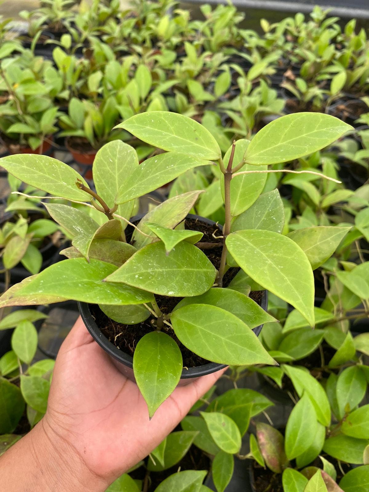 4" Live Plant Hoya Sunrise