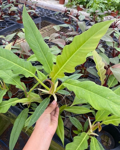 4"/6"  Philodendron Narrow Scape/Jungle Boogie