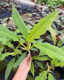 4"/6"  Philodendron Narrow Scape/Jungle Boogie