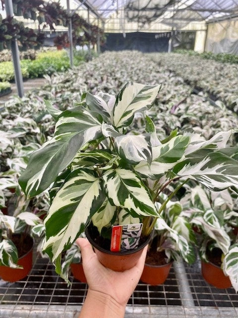 4"/6" Calathea Stella