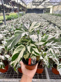 4"/6" Calathea Stella