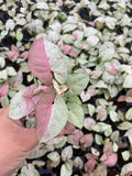 Baby Plant/4" Syngonium Milk Confetti