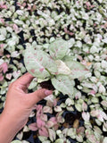 Baby Plant/4" Syngonium Milk Confetti