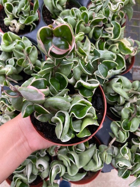 4" Hoya Compacta Variegated