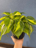 4"/6" Philodendron Brasil