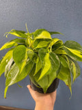 4"/6" Philodendron Brasil