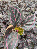 4" Calathea Rosceapicta "Dottie"