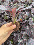 4" Calathea Rosceapicta "Dottie"