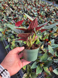4" Syngonium Erythrophyllum "Red Arrow"