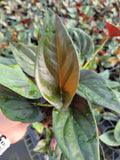 4" Syngonium Erythrophyllum "Red Arrow"