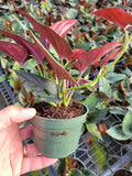 4" Syngonium Erythrophyllum "Red Arrow"