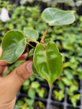 Baby Plant/4" Philodendron Billietiatiae Croat