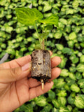 Baby Plant/4" Syngonium "Batik"