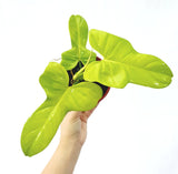 Baby Plant/4" Philodendron Bipennifolium Aurea