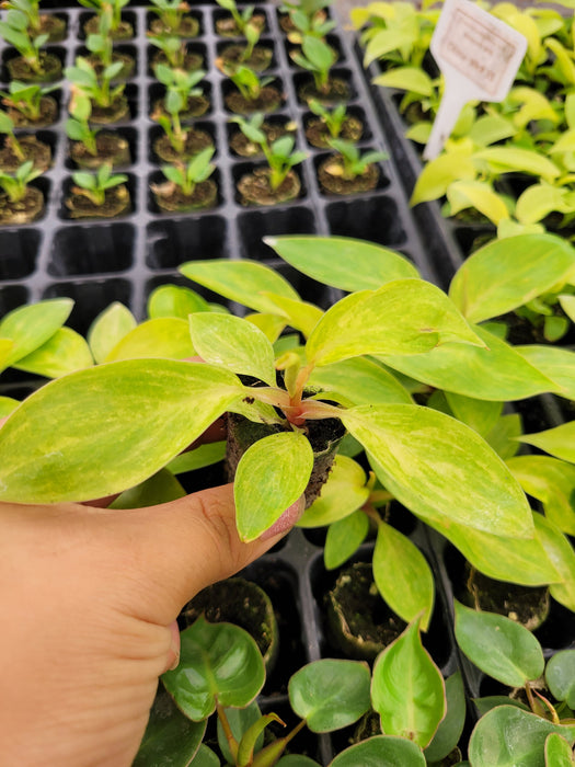 Baby/4" Philodendron Painted Lady