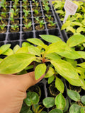 Baby/4" Philodendron Painted Lady