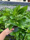 4"/6" Golden Pothos