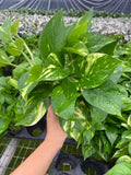 4"/6" Golden Pothos