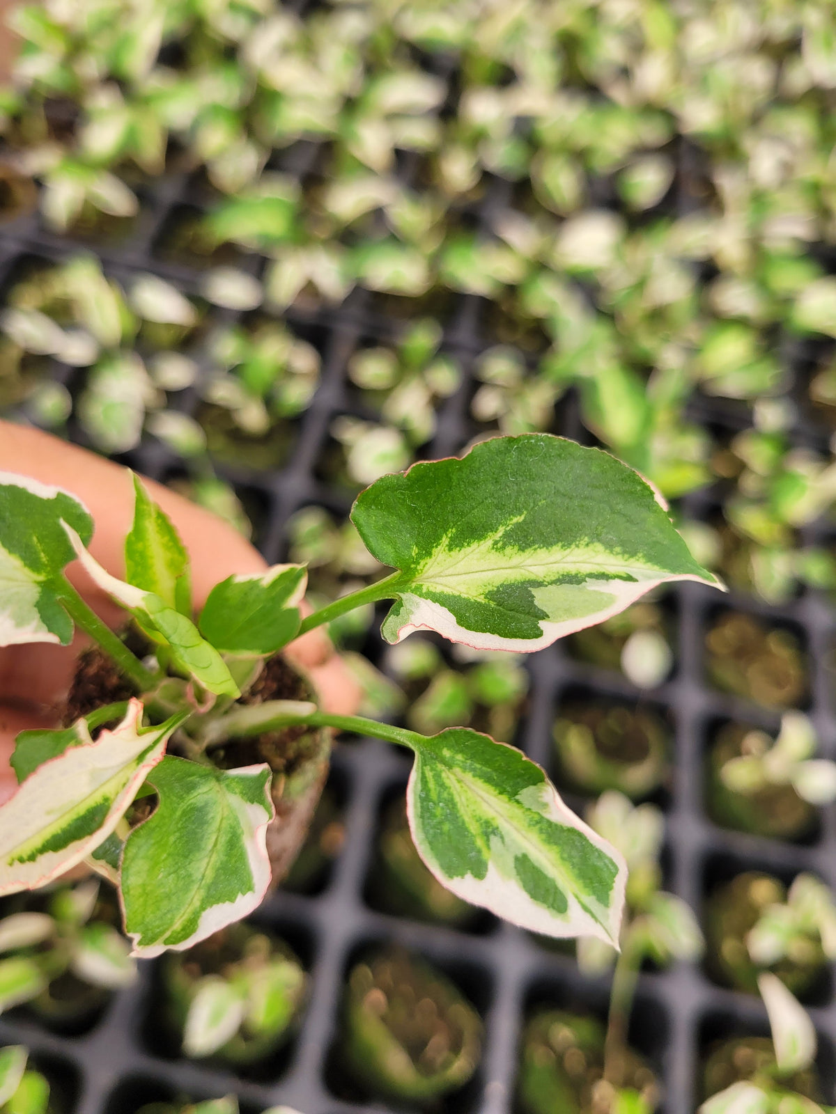 4" Syngonium Starlite