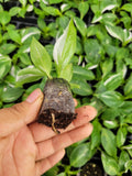 Baby Plant/4" Philodendron White Wizard